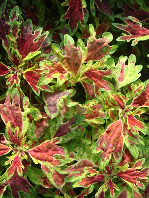 Solenostemon x 'Fantaisy'